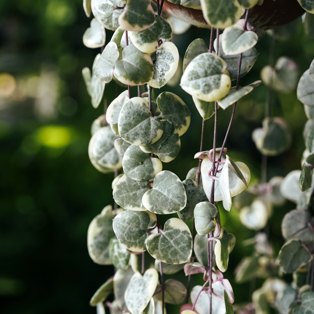 String of heart plant - Ceropegia woodii Variegata