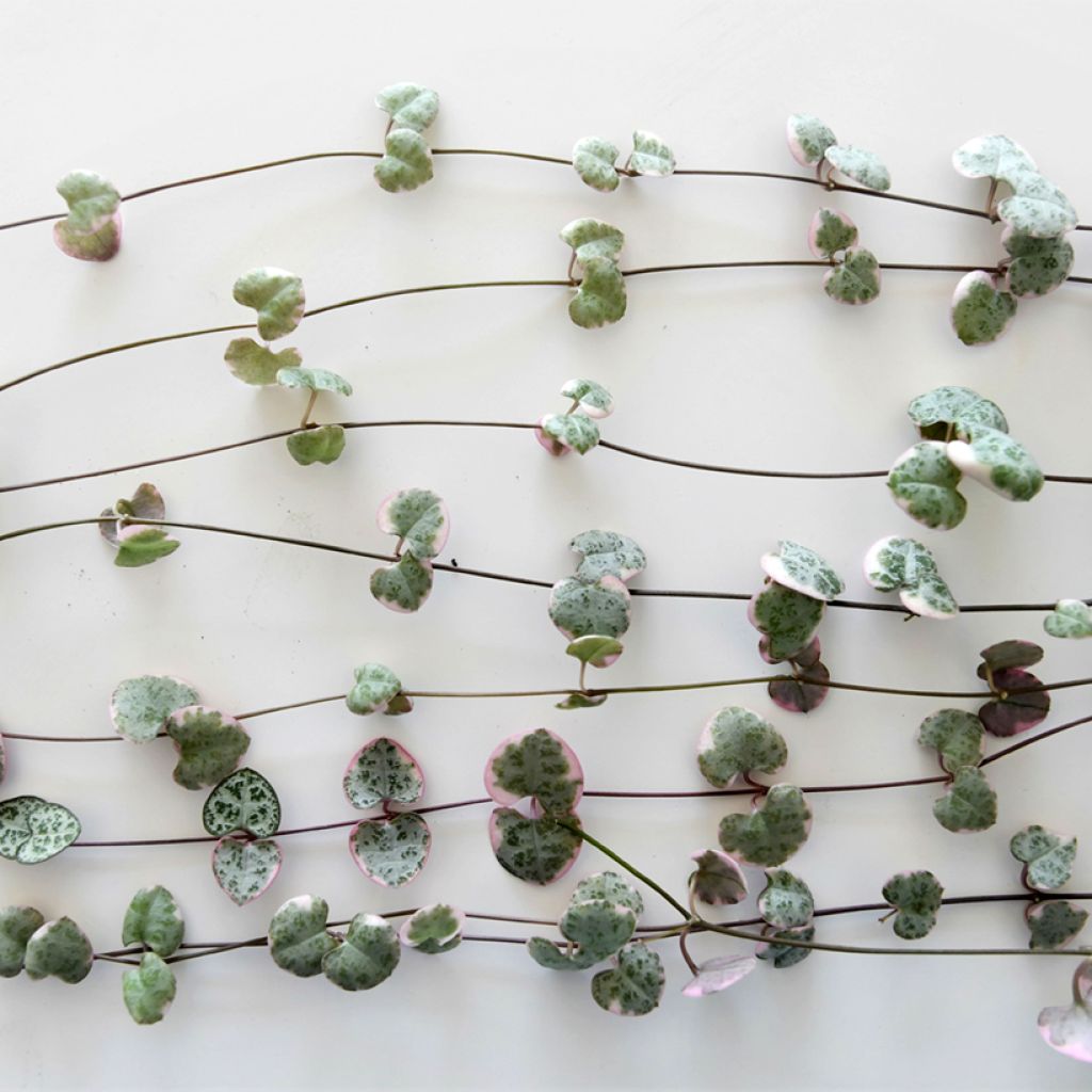 String of heart plant - Ceropegia woodii Variegata