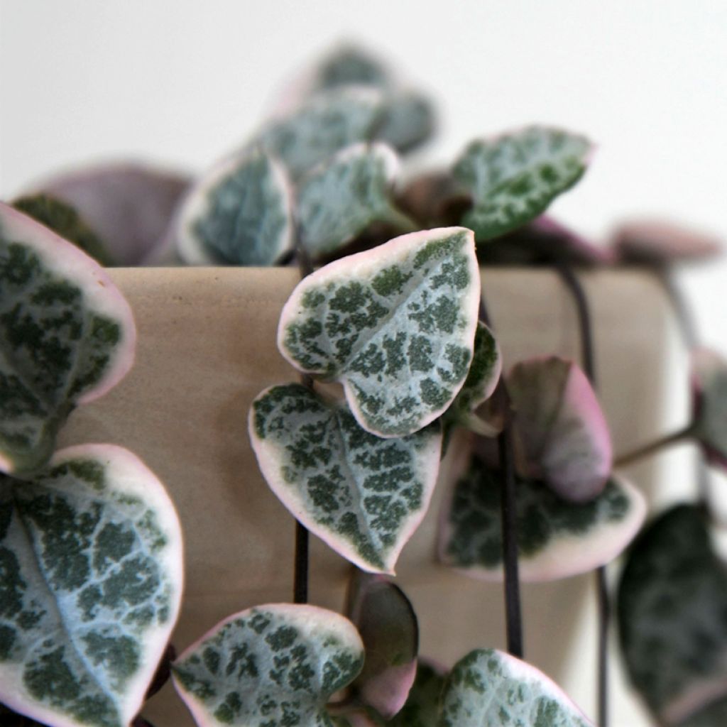 String of heart plant - Ceropegia woodii Variegata