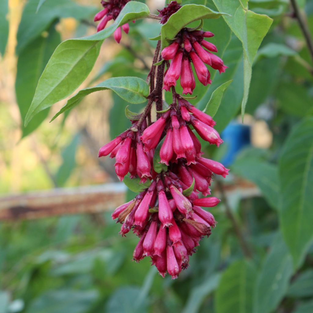 Cestrum fasciculatum Newellii - Mexican red cestrum