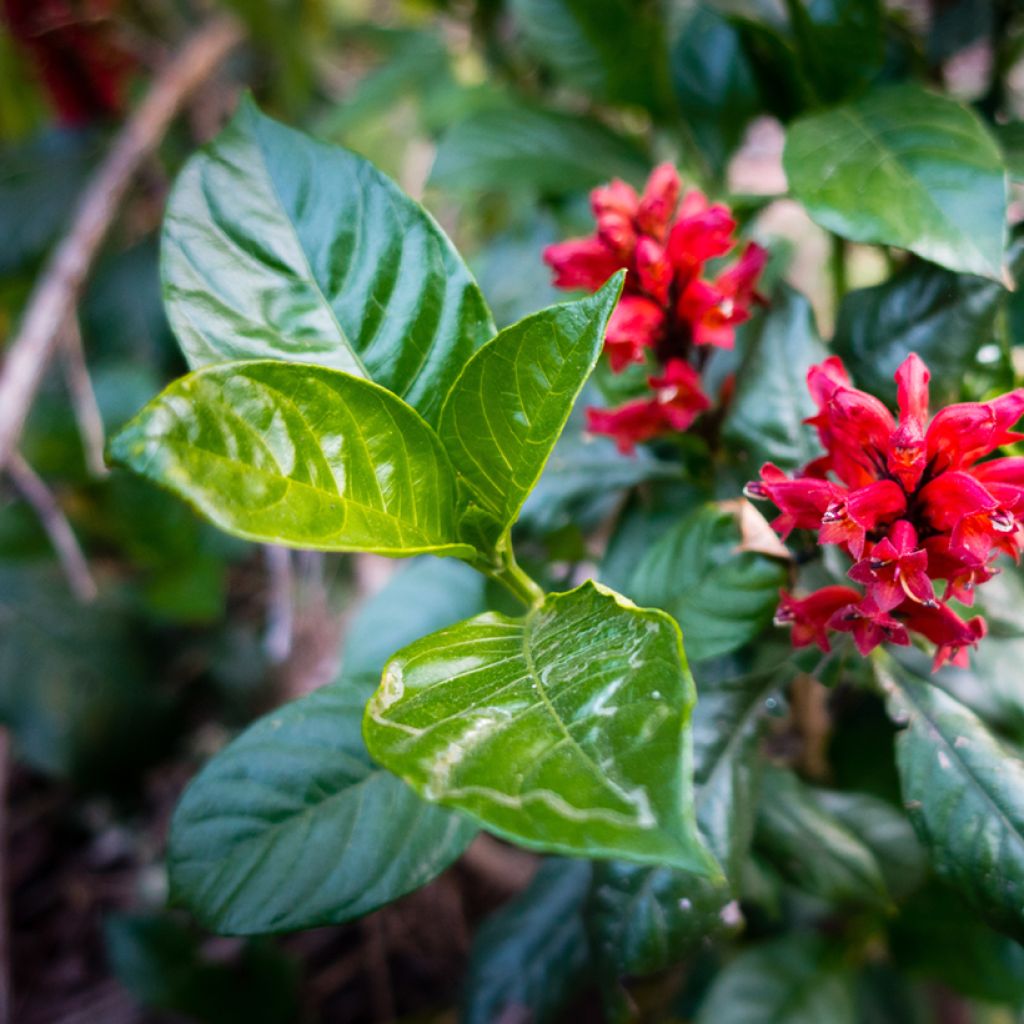 Cestrum fasciculatum Newellii - Mexican red cestrum
