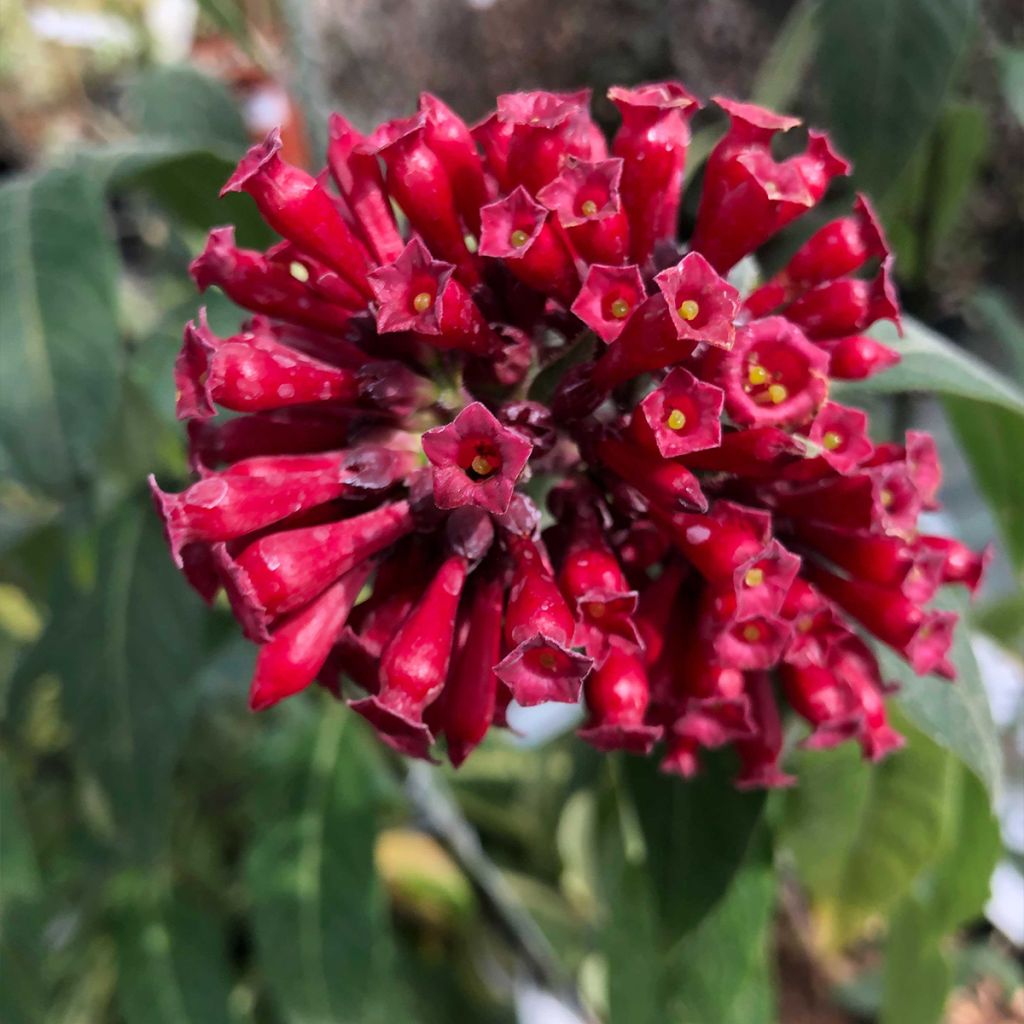 Cestrum elegans (purpureum) Rubrum