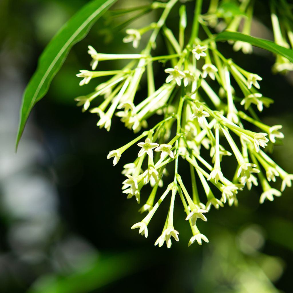 Cestrum nocturnum - Galant de nuit, Cestreau nocturne