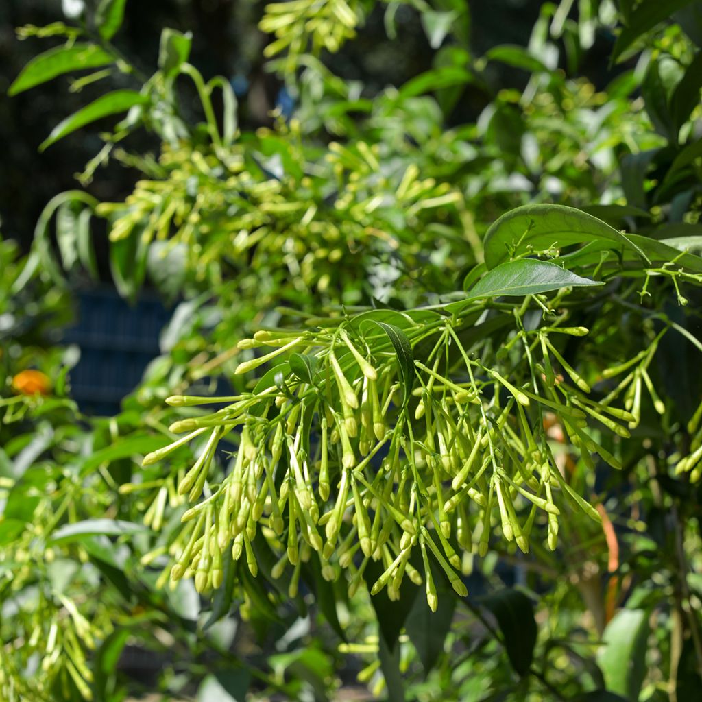 Cestrum nocturnum - Galant de nuit, Cestreau nocturne