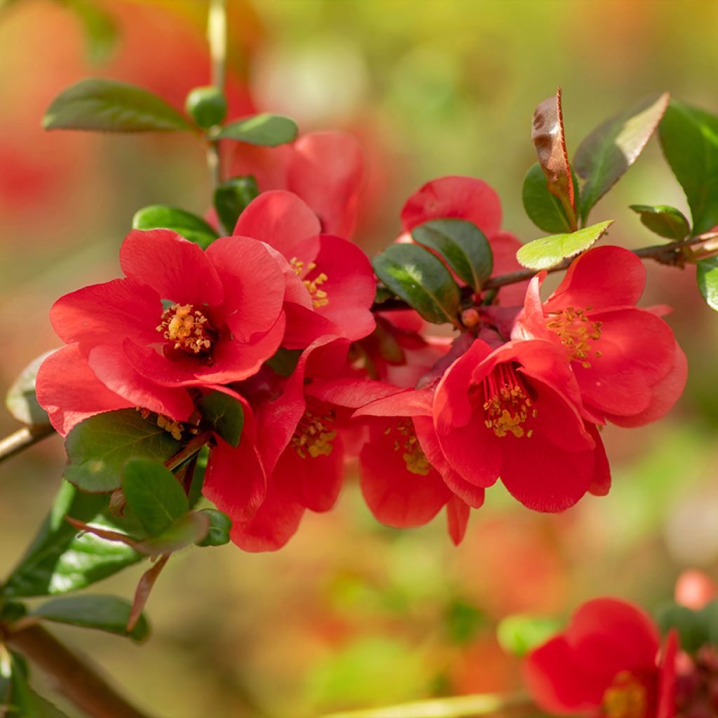 Chaenomeles japonica - Cognassier du Japon