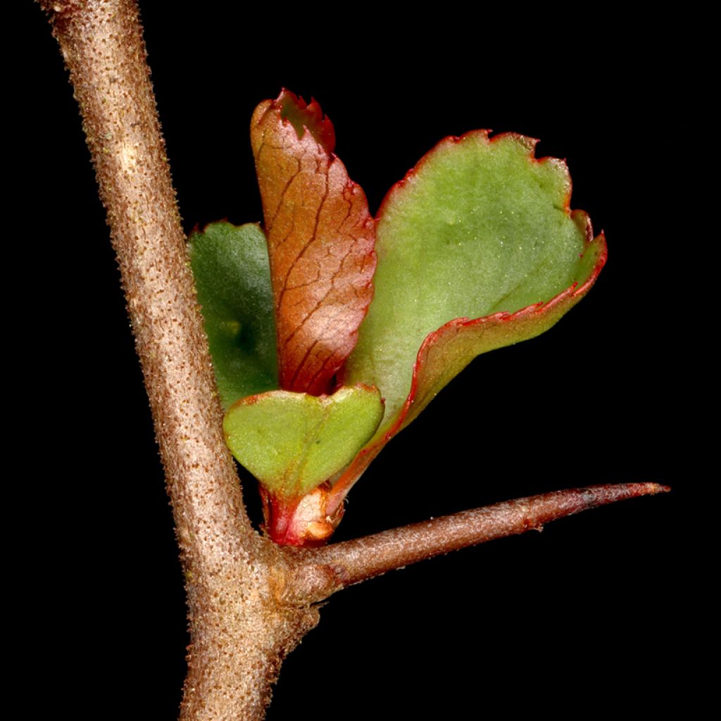 Chaenomeles japonica - Cognassier du Japon