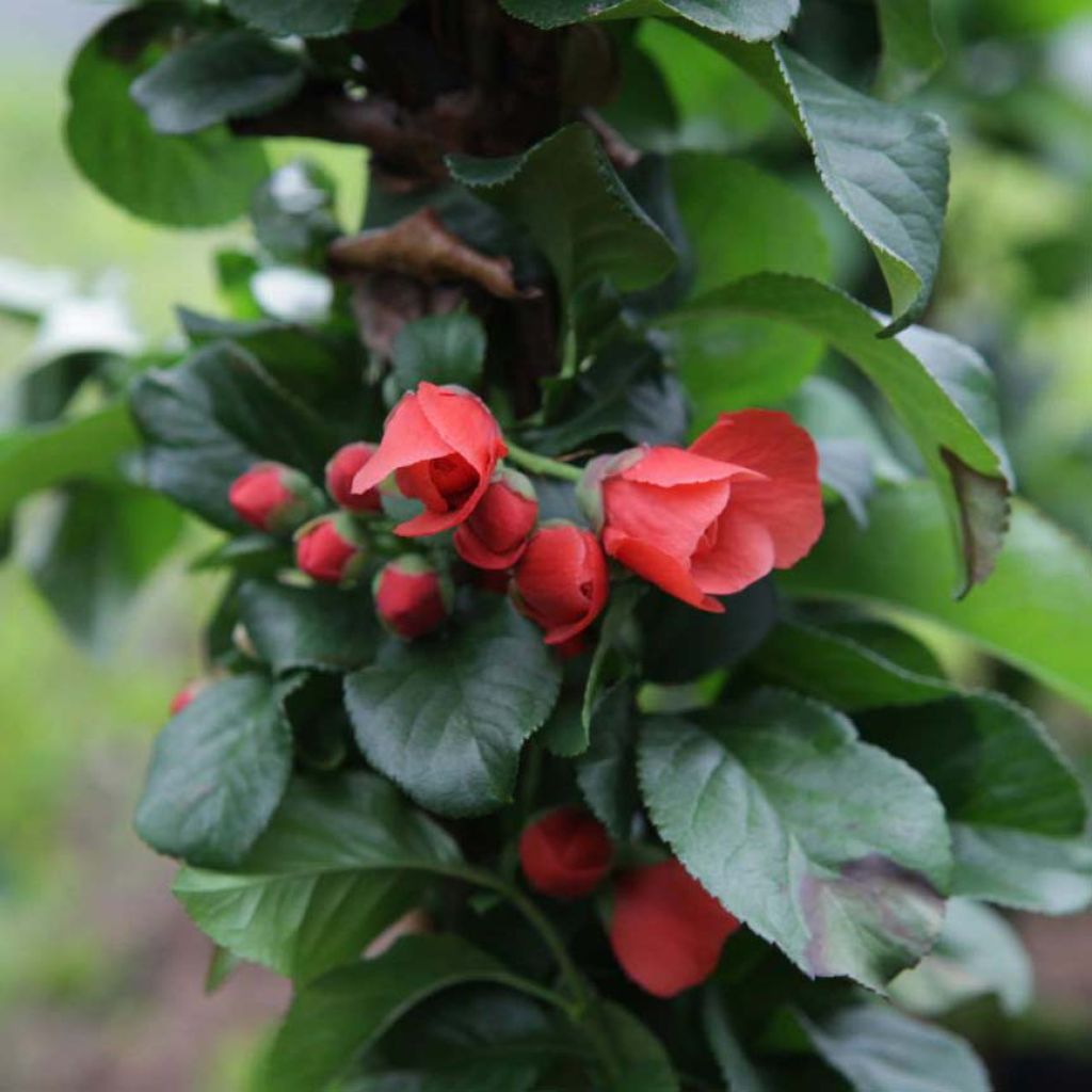 Chaenomeles speciosa Orange Storm - Flowering Quince