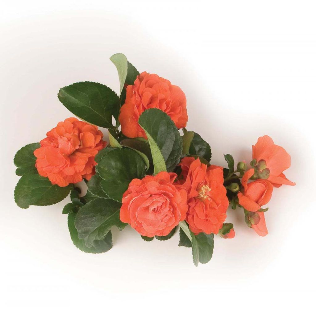 Chaenomeles speciosa Orange Storm - Flowering Quince