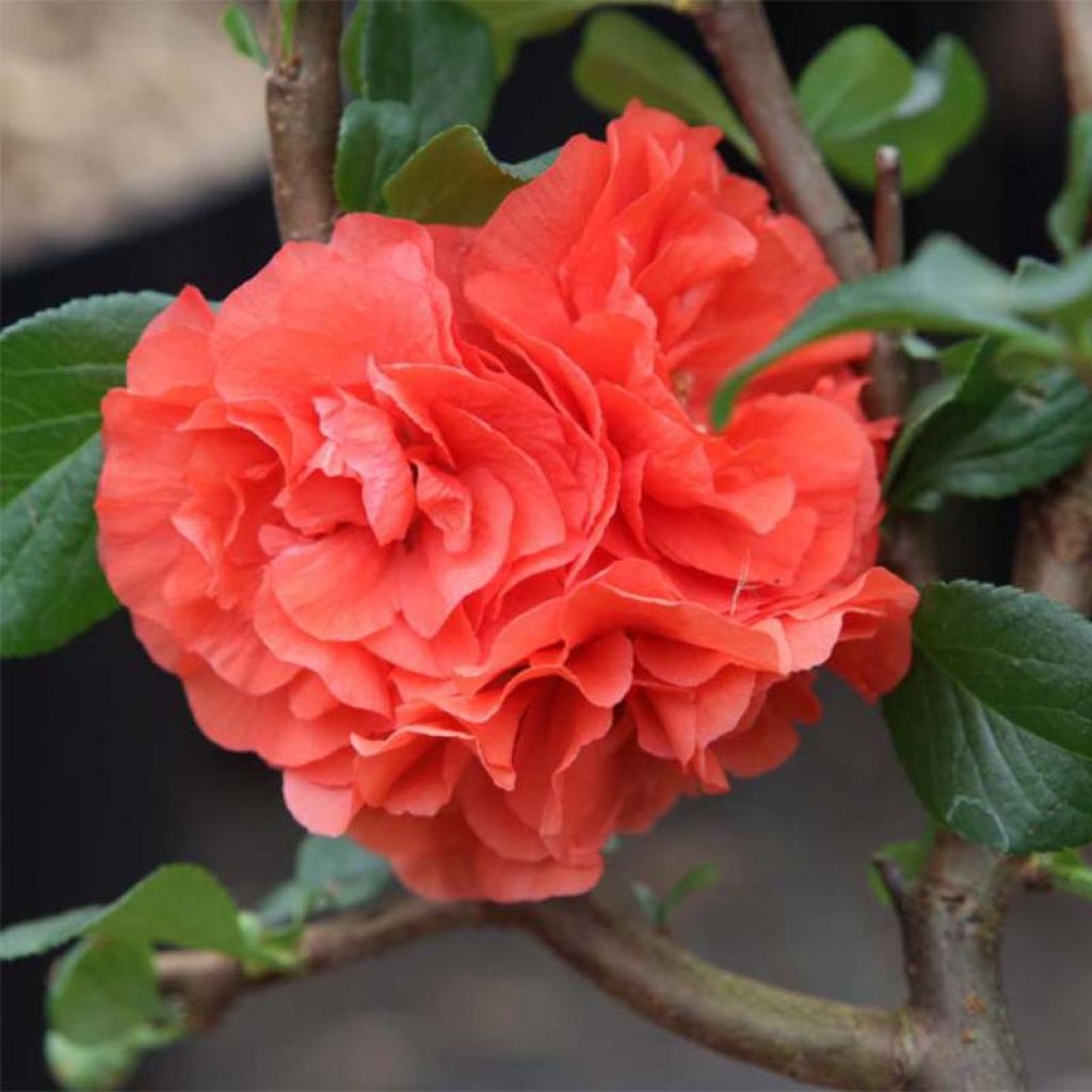 Chaenomeles speciosa Orange Storm - Flowering Quince