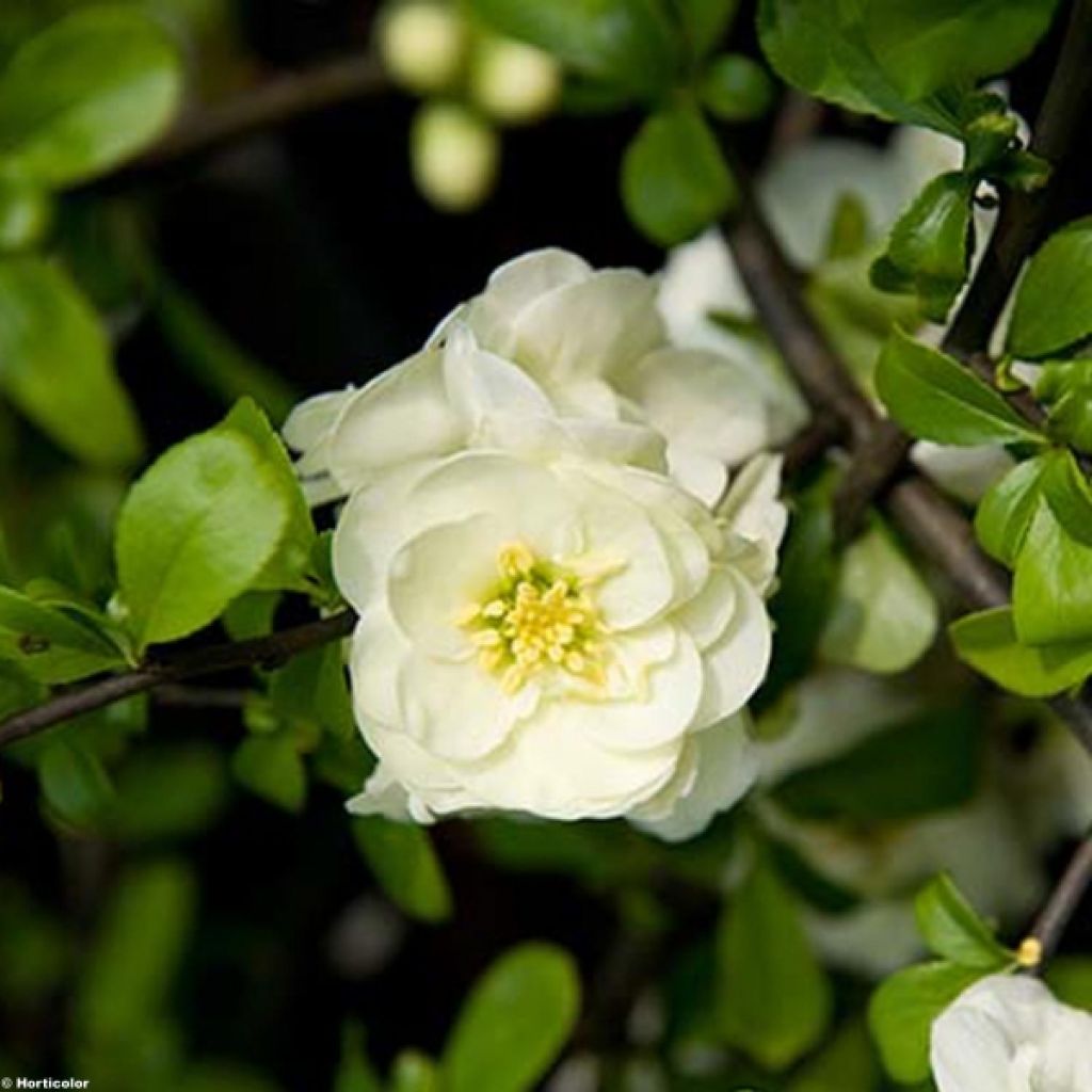 Cognassier du Japon - Chaenomeles speciosa Yukigoten