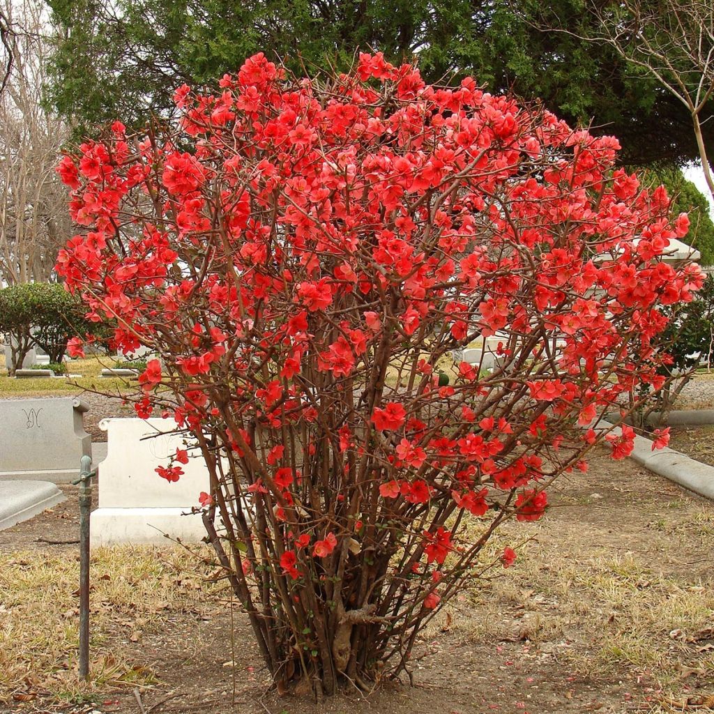 Chaenomeles superba Texas Scarlet - Flowering Quince