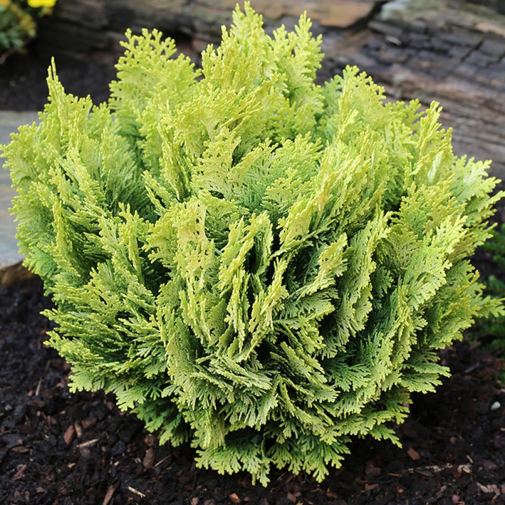 Chamaecyparis lawsoniana Minima Aurea - Cyprès de Lawson nain