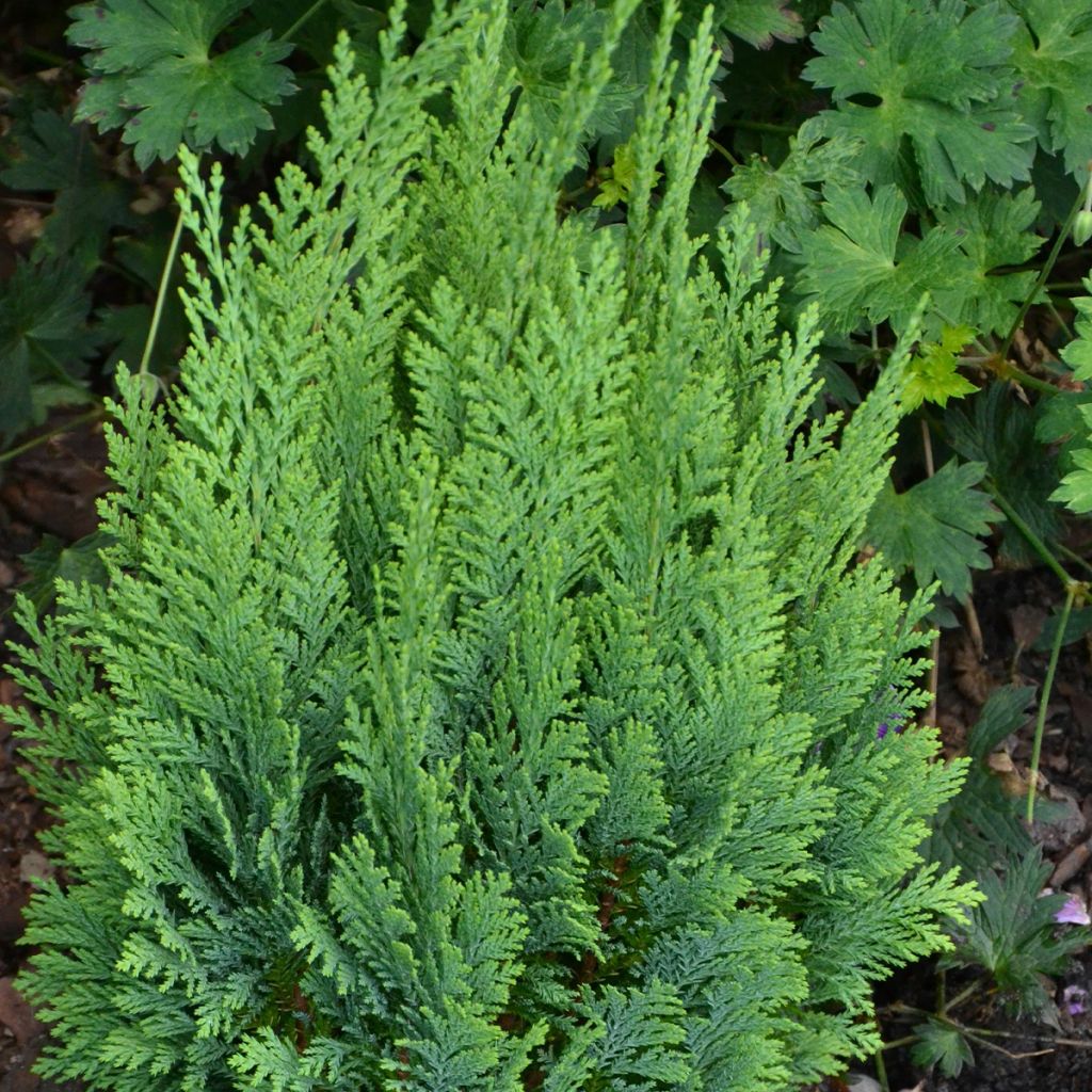 Cyprès de Lawson - Chamaecyparis lawsoniana White Spot