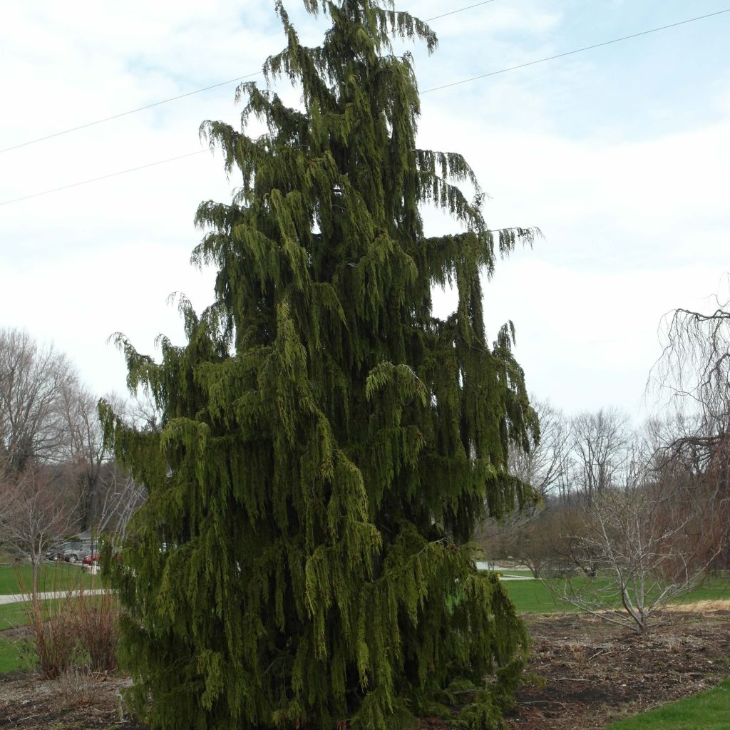 Chamaecyparis nootkatensis Pendula - Cyprès de Nootka pleureur