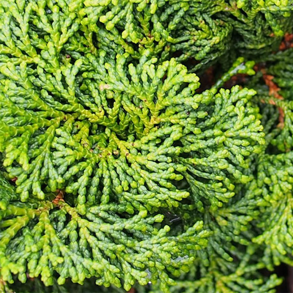 Chamaecyparis obtusa Kosteri - Hinoki Cypress