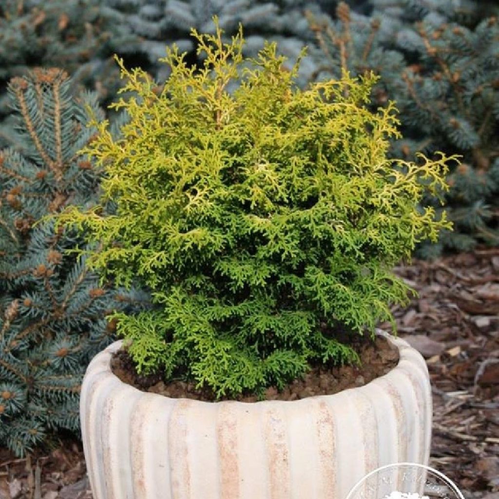 Chamaecyparis obtusa Melody - Hinoki Cypress