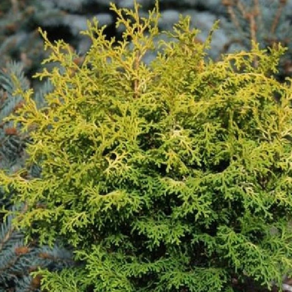 Chamaecyparis obtusa Melody - Hinoki Cypress