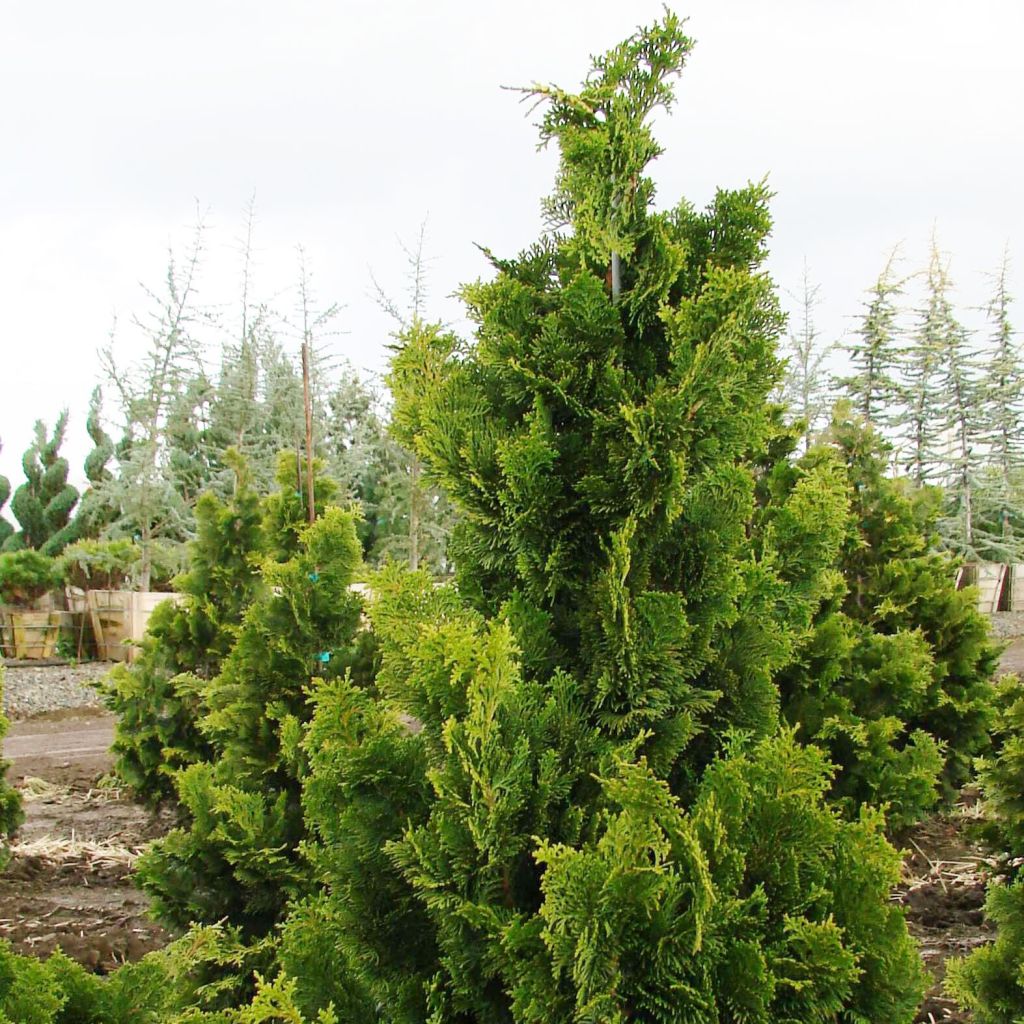 Chamaecyparis obtusa Nana Gracilis - Faux cyprès hinoki du Japon              