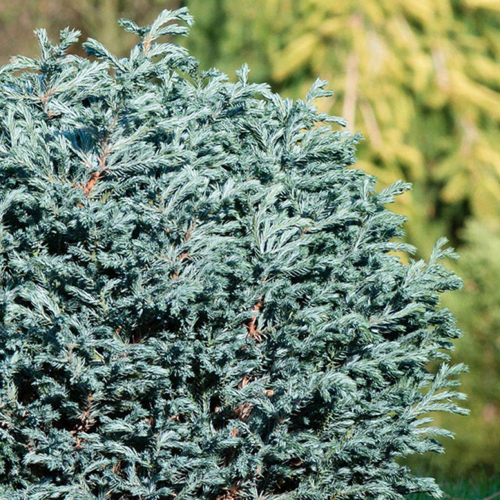 Chamaecyparis pisifera Blue Moon®