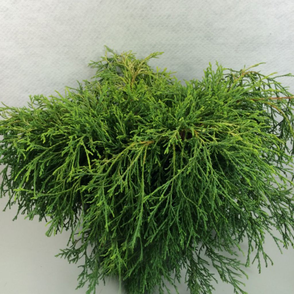 Chamaecyparis pisifera Kaatje - Cyprès Sawara