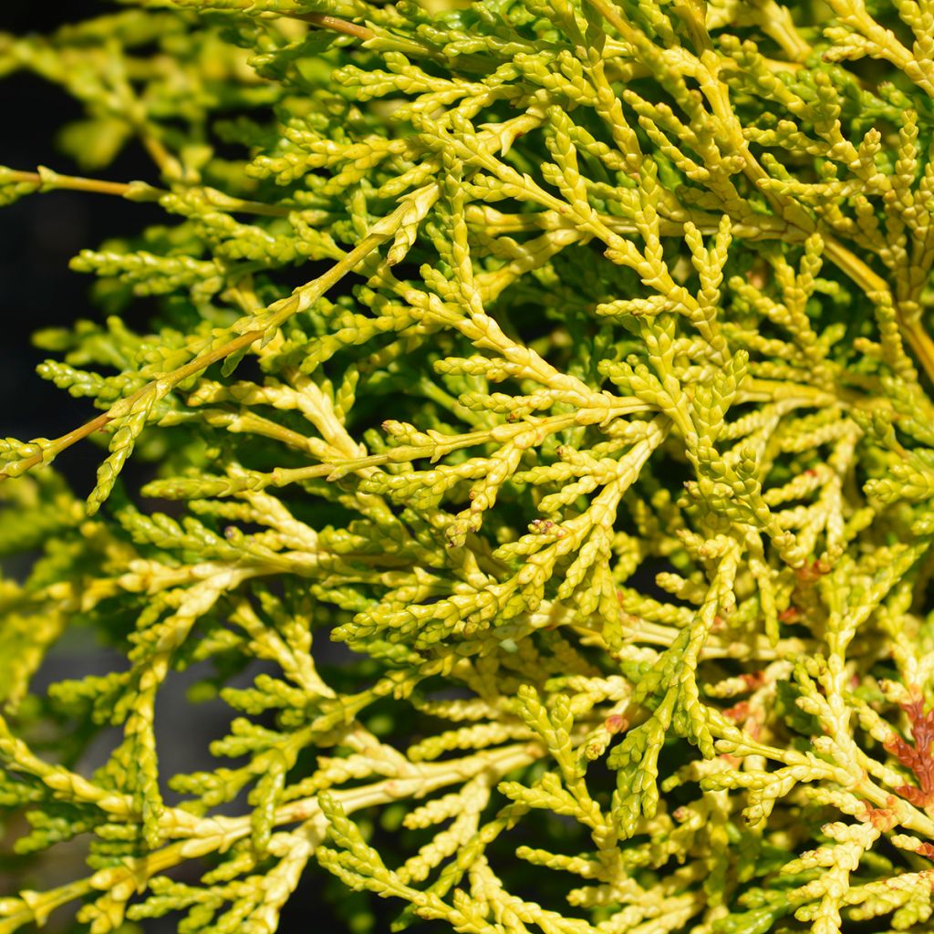 Chamaecyparis obtusa Kamarachiba - Hinoki Cypress