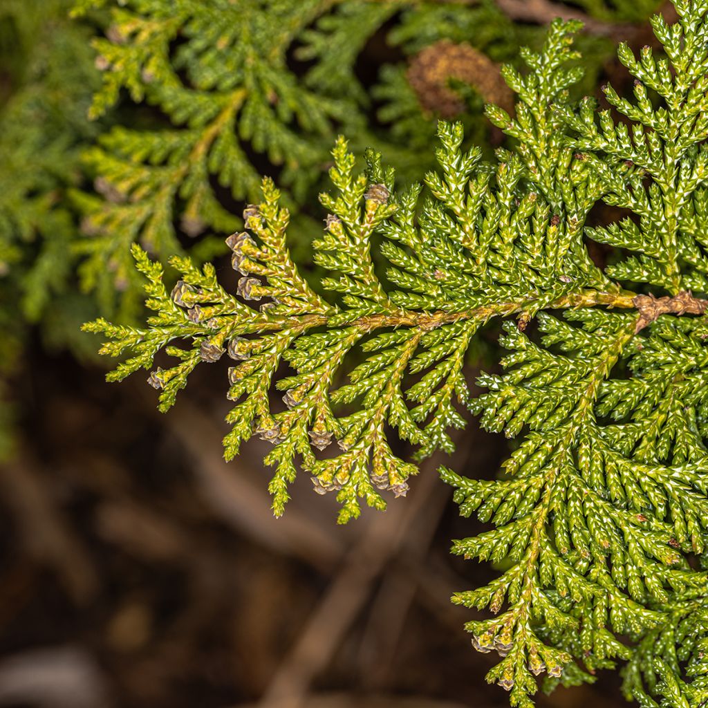 Chamaecyparis pisifera Golden Pincushion - Sawara Cypress