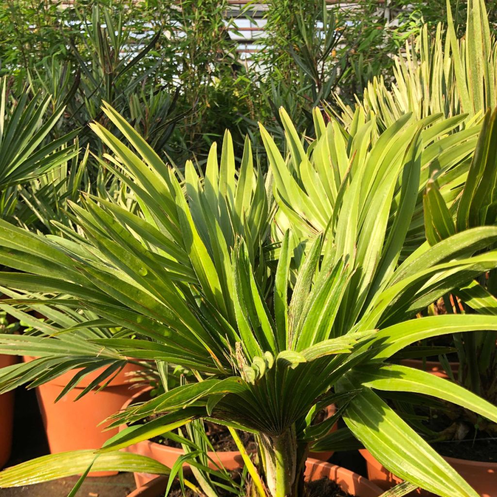 Chamaerops humilis Vulcano - Palmier nain