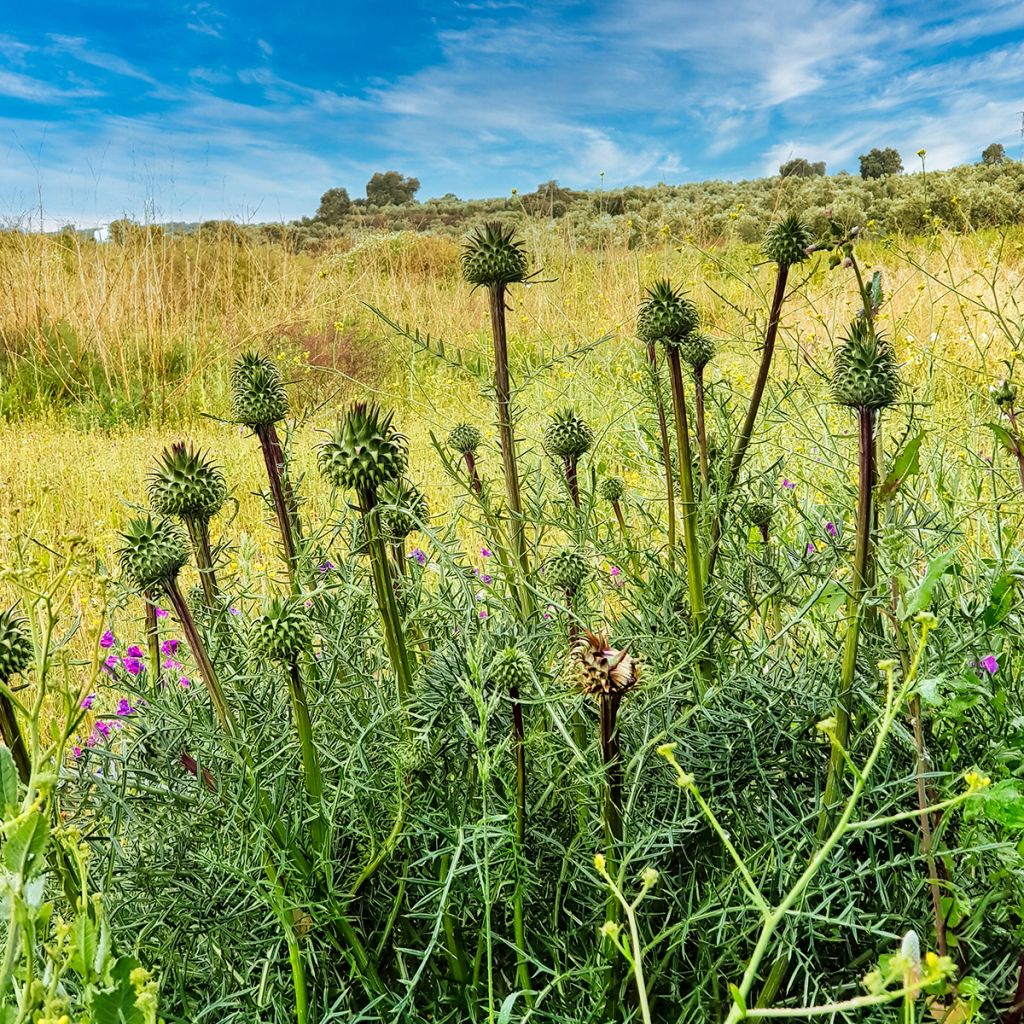 Onopordum nervosum