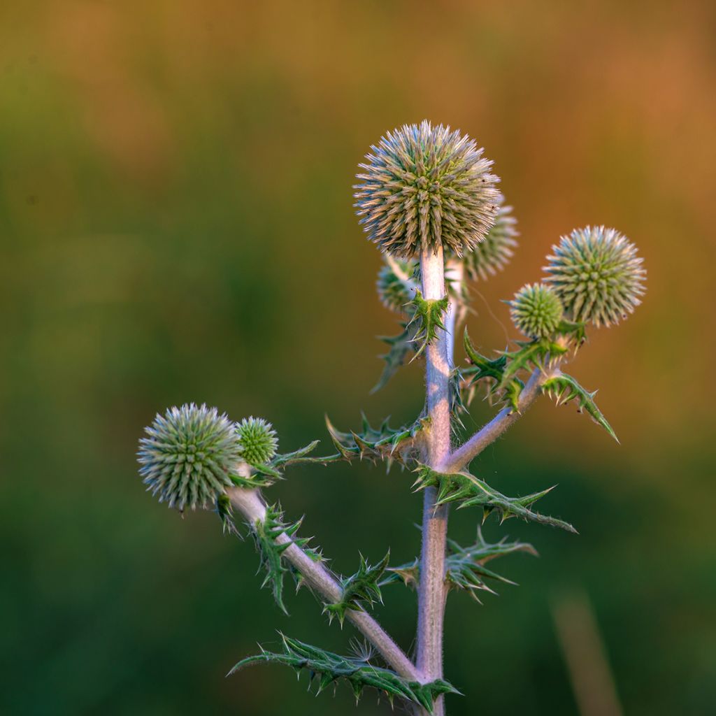 Echinops bannaticus Star Frost