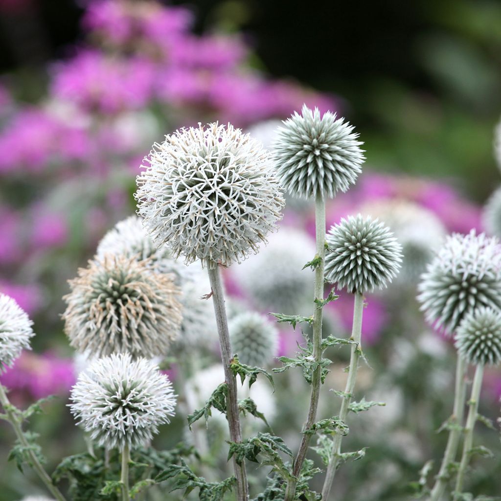 Echinops bannaticus Star Frost