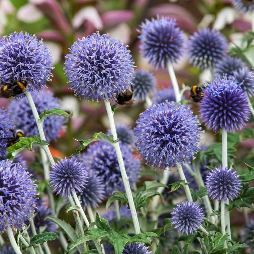 Echinops ritro