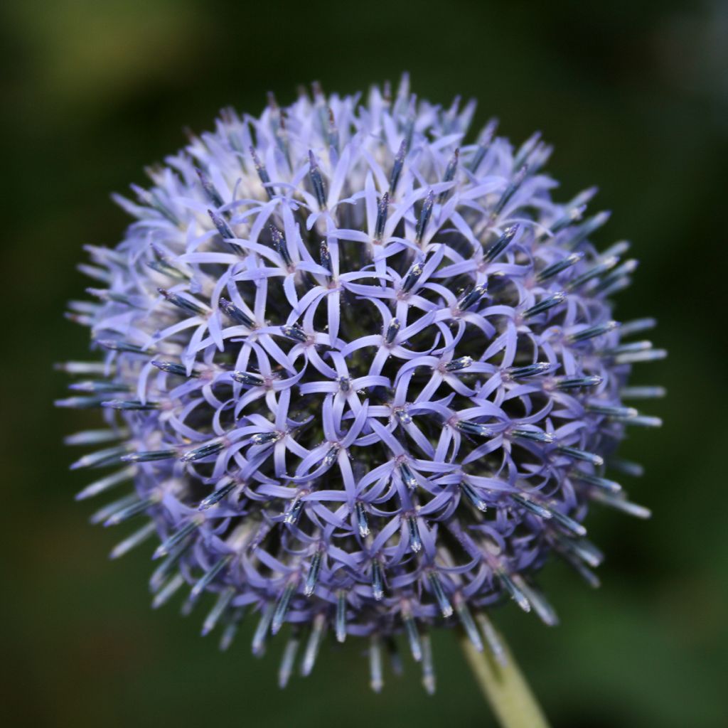 Echinops ritro