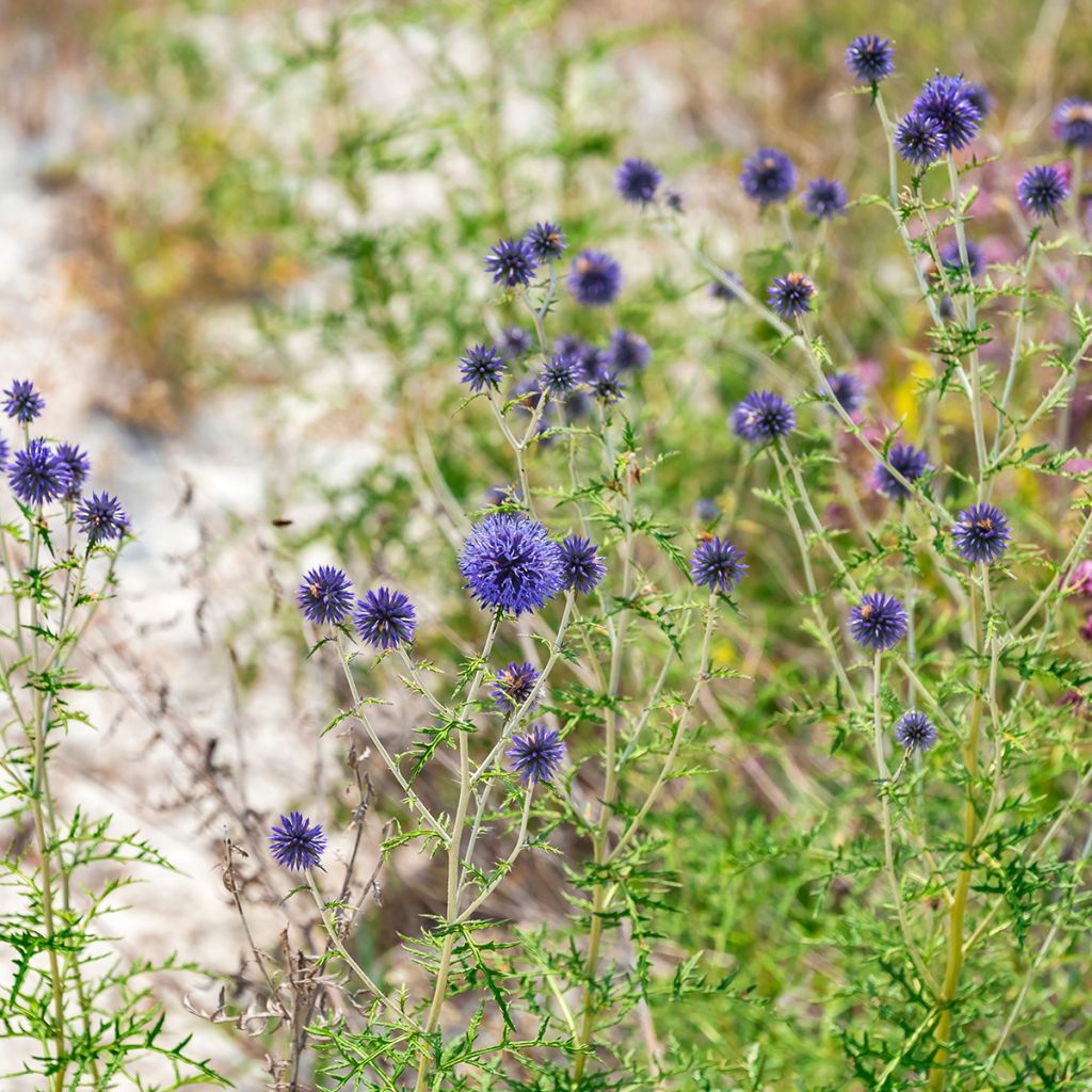 Echinops ritro