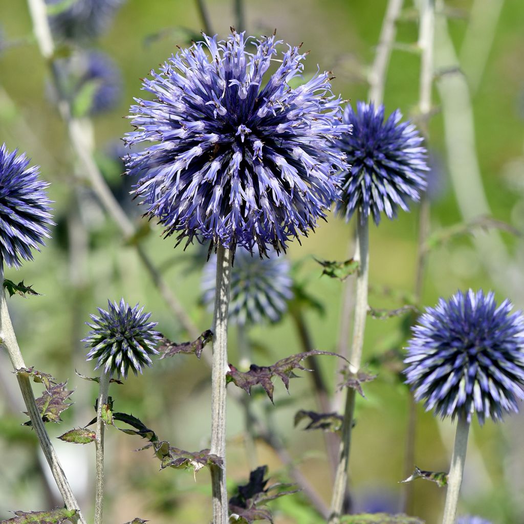 Echinops ritro