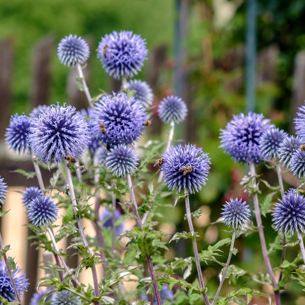 Echinops ritro