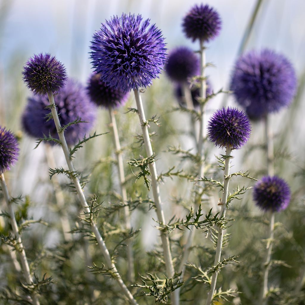 Echinops ritro