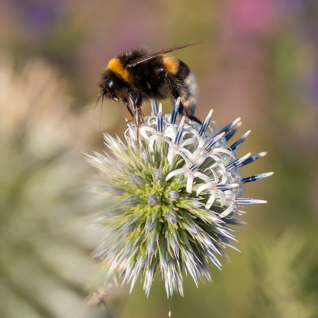 Echinops sphaerocephalum Arctic Glow