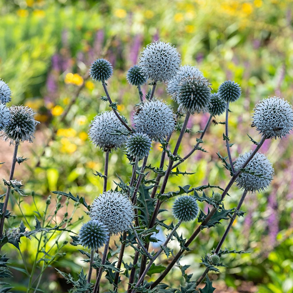 Echinops sphaerocephalum Arctic Glow