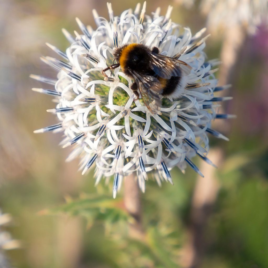 Echinops sphaerocephalum Arctic Glow