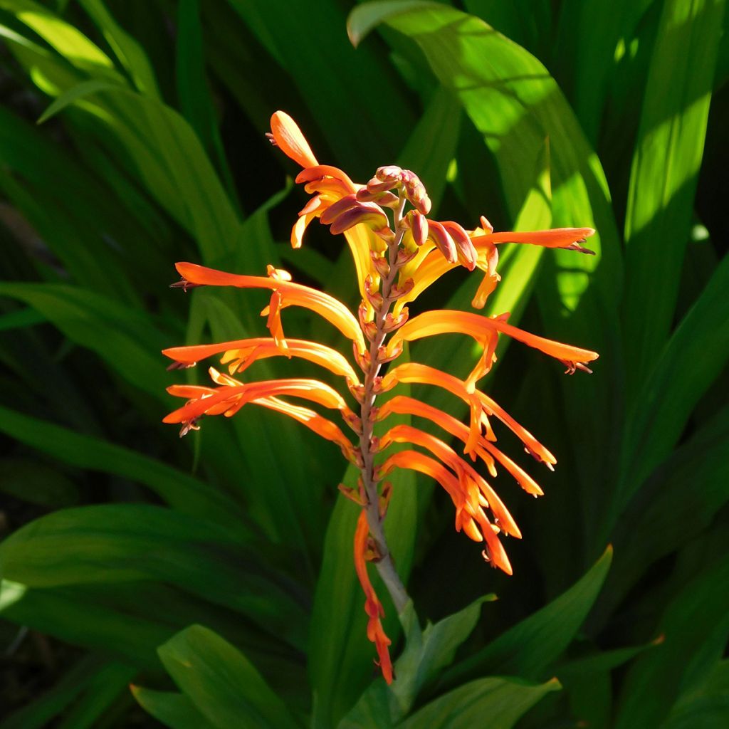 Chasmanthe floribunda Saturnus