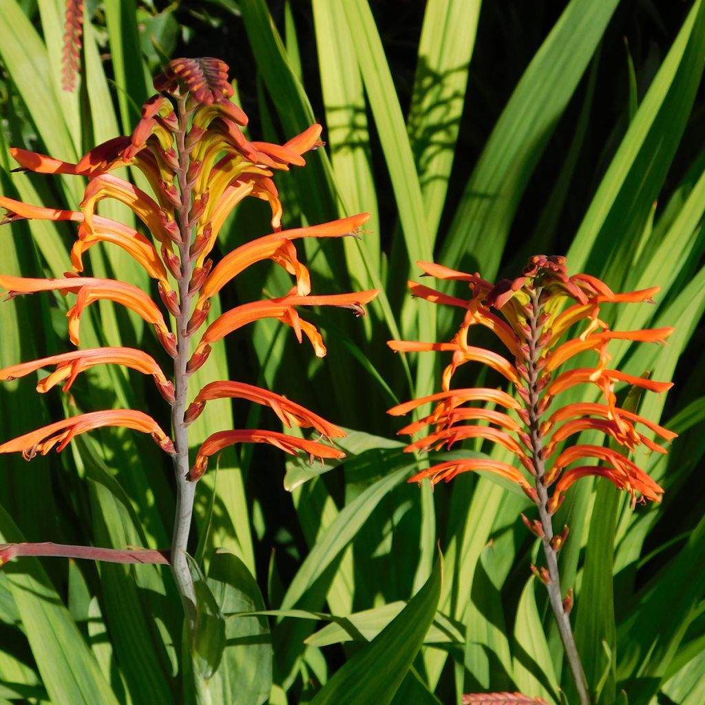 Chasmanthe floribunda Saturnus