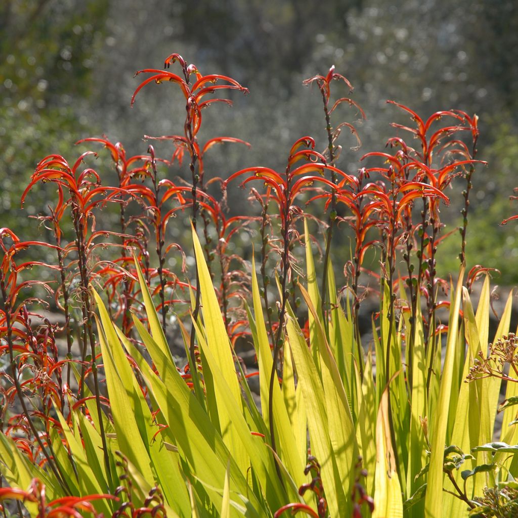 Chasmanthe floribunda