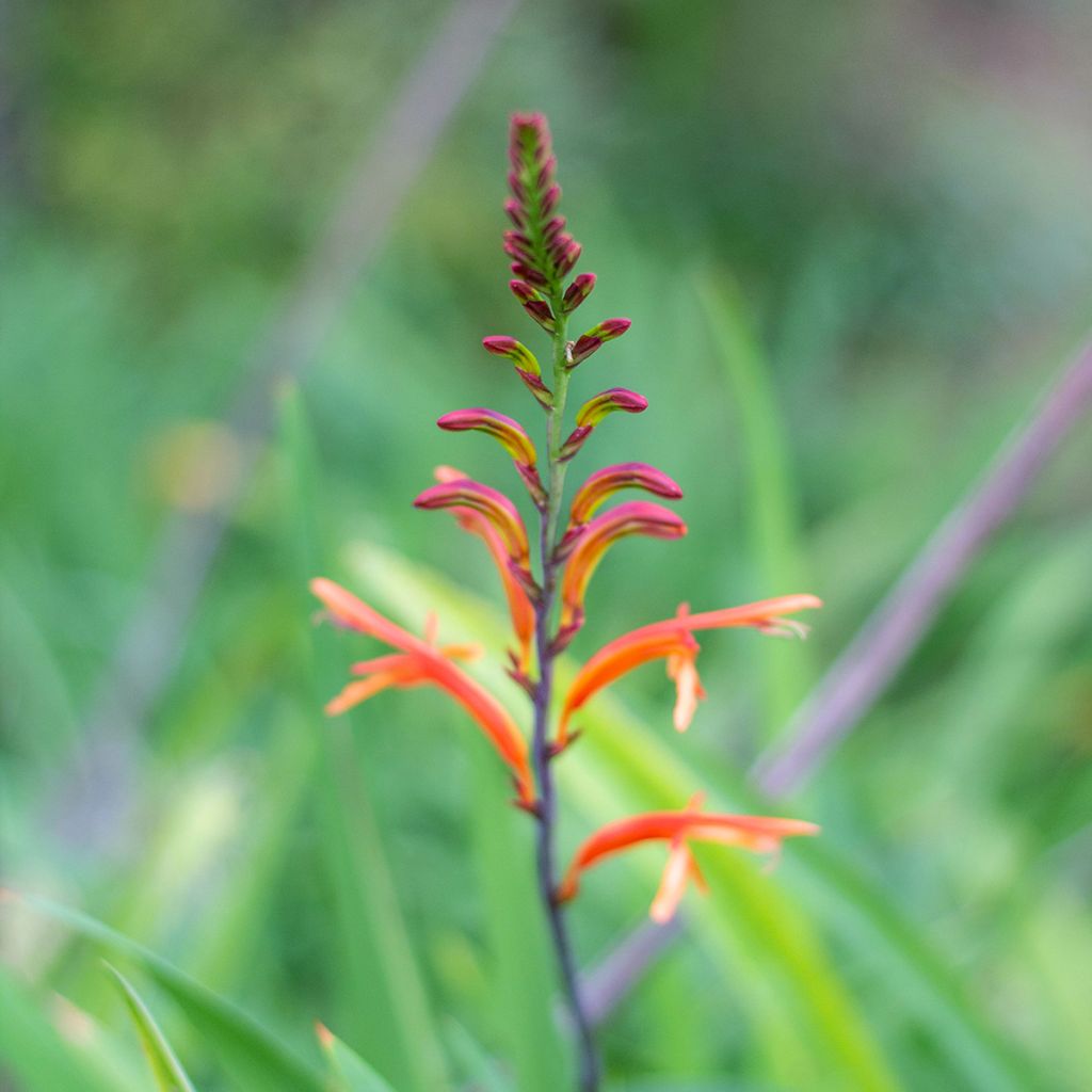 Chasmanthe floribunda