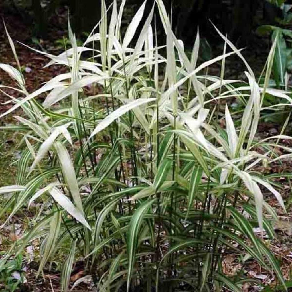 Chasmanthium latifolium River Mist - Uniola latifolia