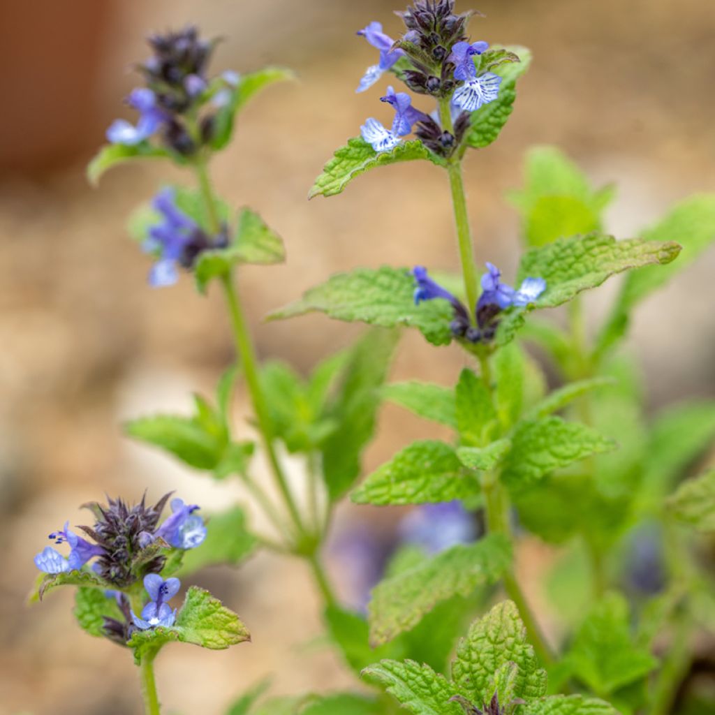 Nepeta clarkei - Catnip