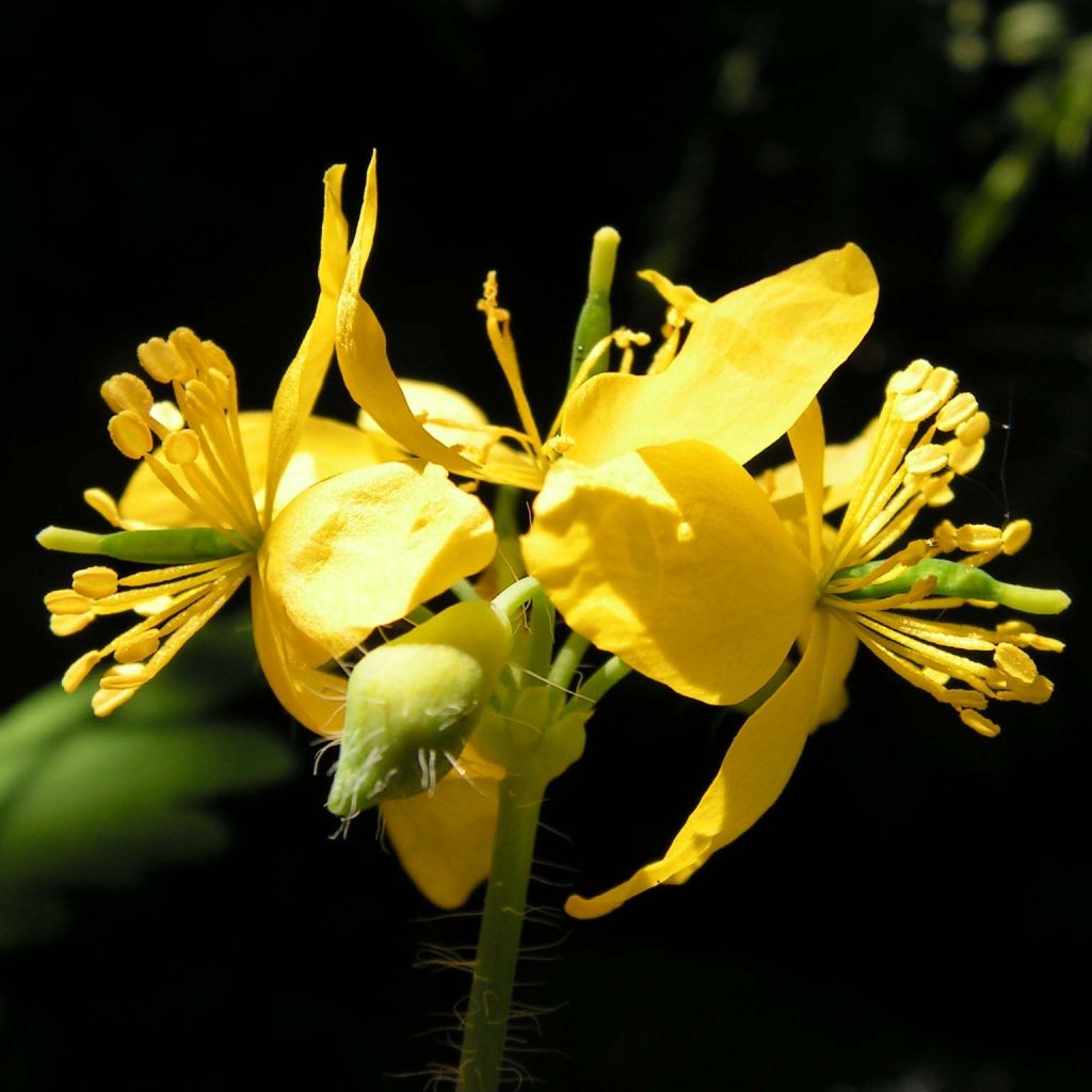 Chelidoine - herbe aux verrues (Chelidonium majus)