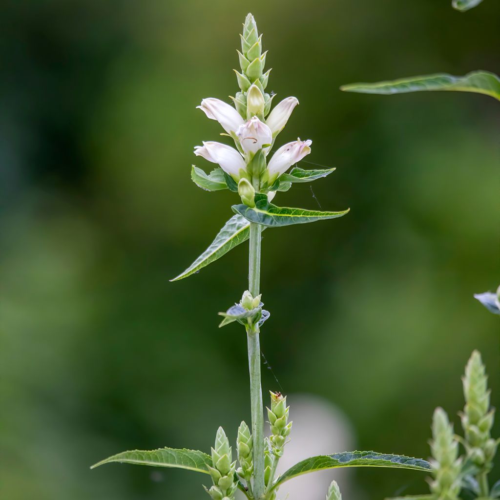 Chelone glabra