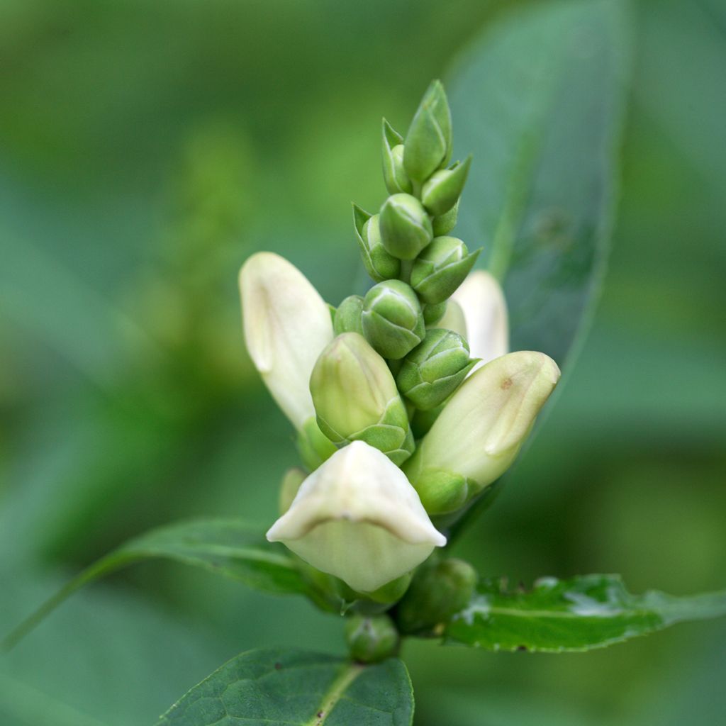 Chelone glabra