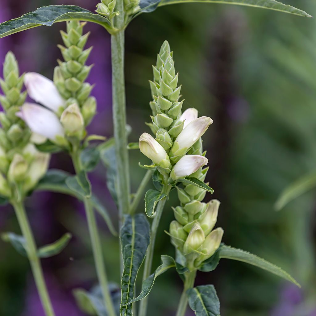 Chelone glabra