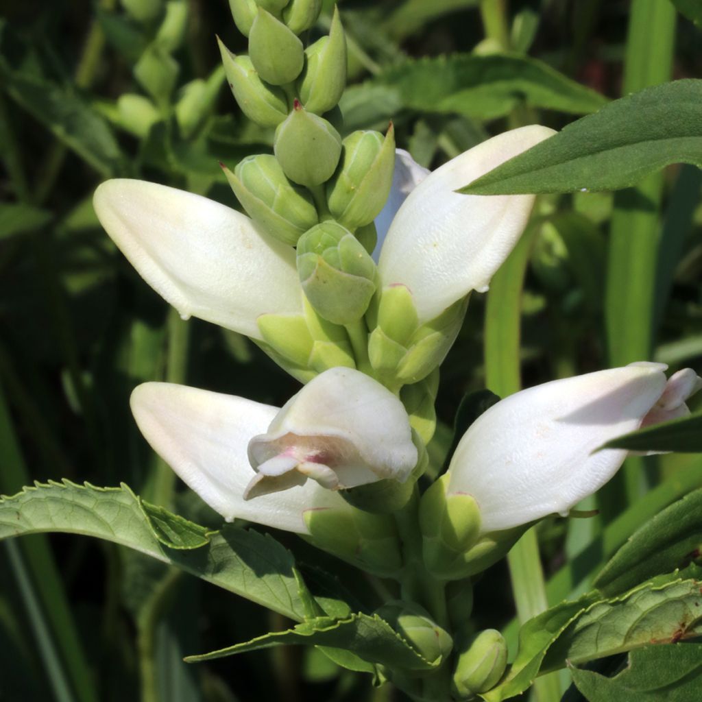 Chelone glabra